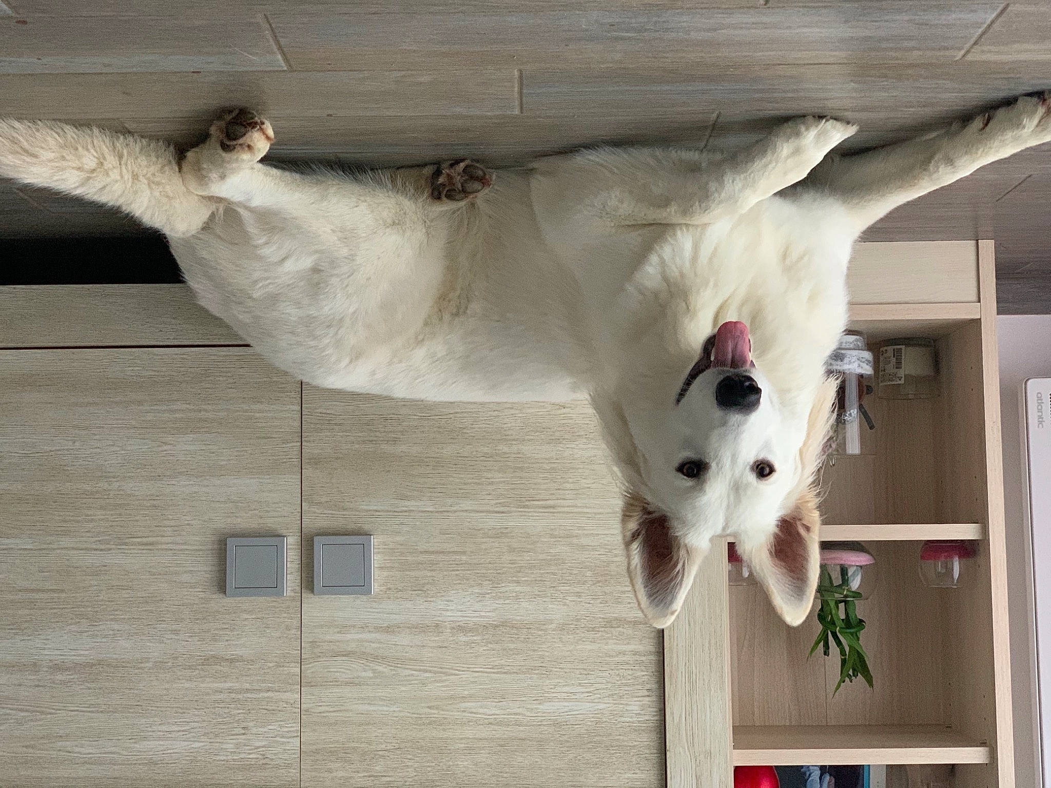 Naya participe au concours pour gagner de l'argent avec cette photo : art, canidae, carmine, carnivore, companion_dog, dog_breed, door, fawn, felidae, fur, mammal, plant, small_to_medium_sized_cats, snout, sporting_group, tail, toy, vertebrate, window, wood