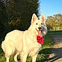 Naya participe au concours pour gagner de l'argent avec cette photo : dog, white_dog, bow_tie, outdoor, sunlight, grass, path, happy, tongue_out, pet, animal, nature, canine, portrait, walking, daytime, ears, furry, friendly, park