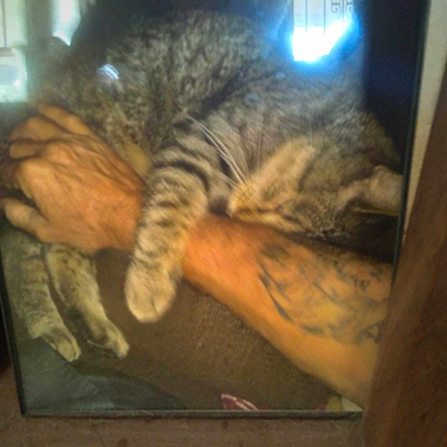 Taz is registered to the contest to win money with this photo: abyssinian, animal, architecture, building, cat, door, face, head, kitten, manx, outdoors, person, pet, photography, portrait, shelter, skin, sleeping, tattoo, window