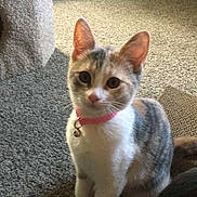 Luna And Junior is registered to the contest to win money with this photo: cat, kitten, pet, indoor, carpet, collar, bell, scratching_post, cage, feline, curious, sitting, animal, domestic, young_cat, whiskers, ears, tail, home, cute