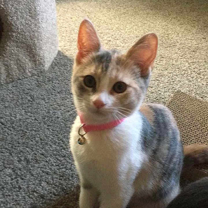 Luna And Junior is registered to the contest to win money with this photo: animal, bell, cage, carpet, cat, collar, curious, cute, domestic, ears, feline, home, indoor, kitten, pet, scratching_post, sitting, tail, whiskers, young_cat