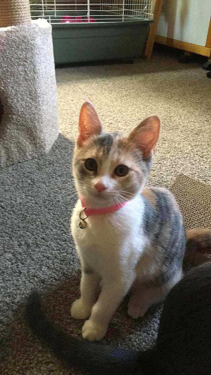 Luna And Junior is registered to the contest to win money with this photo: cat, kitten, pet, indoor, carpet, collar, bell, scratching_post, cage, feline, curious, sitting, animal, domestic, young_cat, whiskers, ears, tail, home, cute