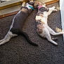 Luna And Junior is registered to the contest to win money with this photo: cat, cats, collar, blue_collar, pink_collar, carpet, door, sunlight, sunbathing, relaxing, indoor, pets, animal, feline, two_cats, lying_down, resting, domestic, home, cozy