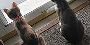 Luna And Junior joined the competition — help win amazing prizes! cat, cats, indoor, carpet, collar, glass_door, window, curious, pets, animals, side_view, sitting, tail, fur, domestic, two_animals, floor, door_frame, natural_light, quiet_moment
