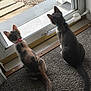 animals, carpet, cat, cats, collar, curious, domestic, door_frame, floor, fur, glass_door, indoor, natural_light, pets, quiet_moment, side_view, sitting, tail, two_animals, window