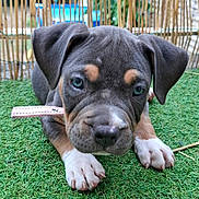 Blue participe au concours pour gagner de l'argent avec cette photo : animal, bamboo_fence, black, brown, close_up, collar, cute, dog, ears, fur, grass, greenery, lying_down, nature, outdoor, paws, pet, puppy, snout, young_dog
