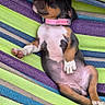 Blue a rejoint le concours — aidez-le/la à gagner de superbes lots ! animal, canine, colorful, cute, dog, grass, hammock, leisure, nature, outdoor, peaceful, pet, pink_collar, puppy, relaxation, resting, sleeping, striped, summer, young_dog