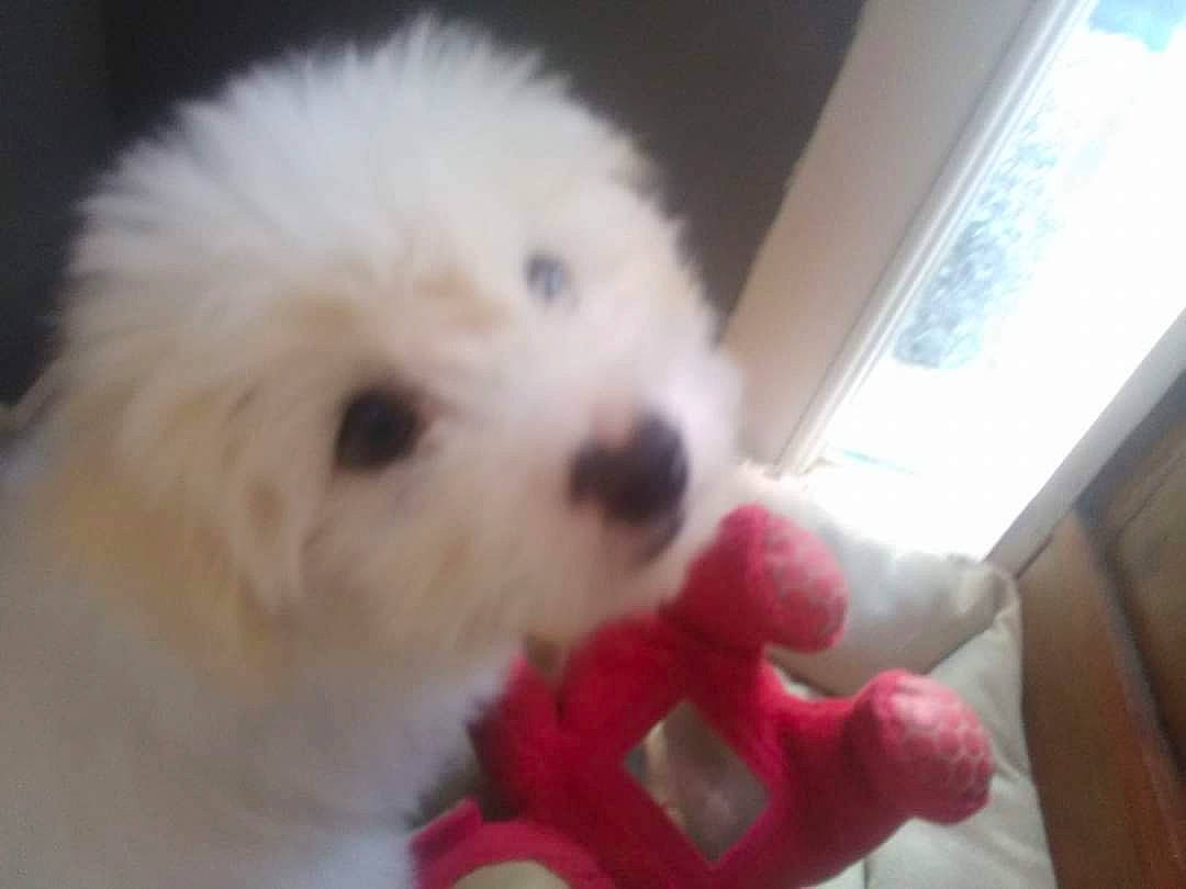 Noucki a rejoint le concours — aidez-le/la à gagner de superbes lots ! canidae, carnivore, companion_dog, dog, dog_breed, fur, labradoodle, mal_shi, maltepoo, non_sporting_group, poodle, puppy, shih_poo, snout, sporting_group, terrier, toy_dog, water_dog, window, working_animal