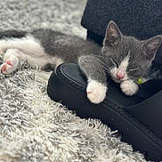 Smokey G. joined the competition — help win amazing prizes! kitten, cat, sleeping, paws, pink_paw_pads, rug, shaggy_rug, shoe, black_shoe, fur, whiskers, closed_eyes, nose, indoors, cozy, pet, portrait, shallow_depth_of_field, bokeh, soft_lighting