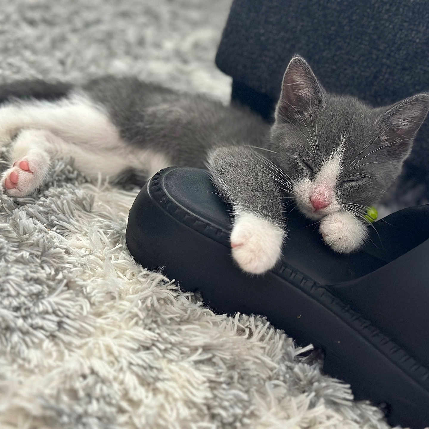 Smokey G. joined the competition — help win amazing prizes! black_shoe, bokeh, cat, closed_eyes, cozy, fur, indoors, kitten, nose, paws, pet, pink_paw_pads, portrait, rug, shaggy_rug, shallow_depth_of_field, shoe, sleeping, soft_lighting, whiskers