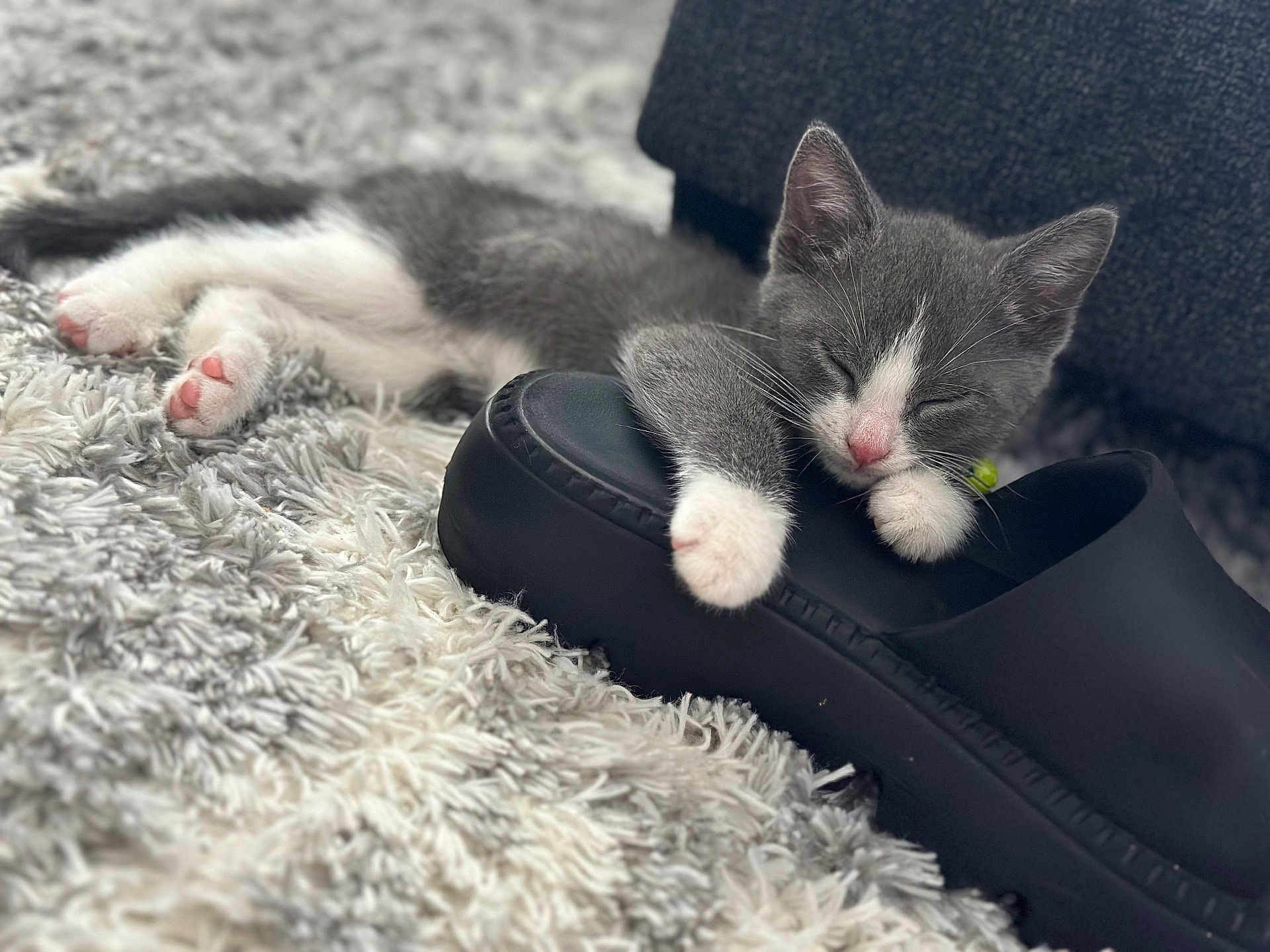 Smokey G. joined the competition — help win amazing prizes! kitten, cat, sleeping, paws, pink_paw_pads, rug, shaggy_rug, shoe, black_shoe, fur, whiskers, closed_eyes, nose, indoors, cozy, pet, portrait, shallow_depth_of_field, bokeh, soft_lighting