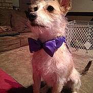 Norman joined the competition — help win amazing prizes! animal, blanket, bow_tie, canine, companion, couch, cute, dog, domestic, ears, fur, furniture, indoor, living_room, nose, pet, portrait, shadow, sitting, whiskers