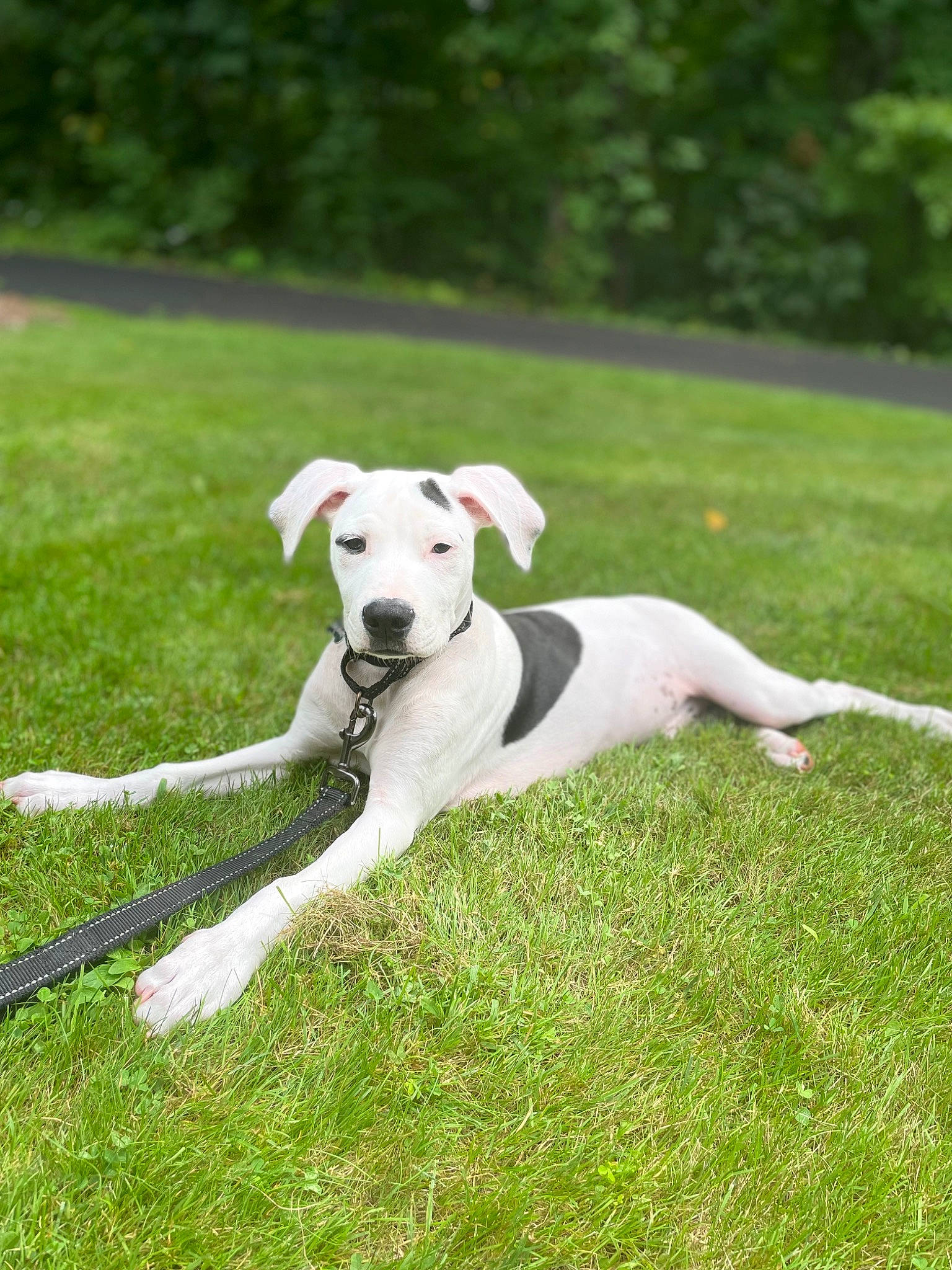 Drax joined the competition — help win amazing prizes! carnivore, collar, companion_dog, dog, dog_breed, dog_collar, fawn, grass, grassland, leash, non_sporting_group, pasture, paw, pet_supply, plant, sporting_group, tail, terrier, tree, working_animal