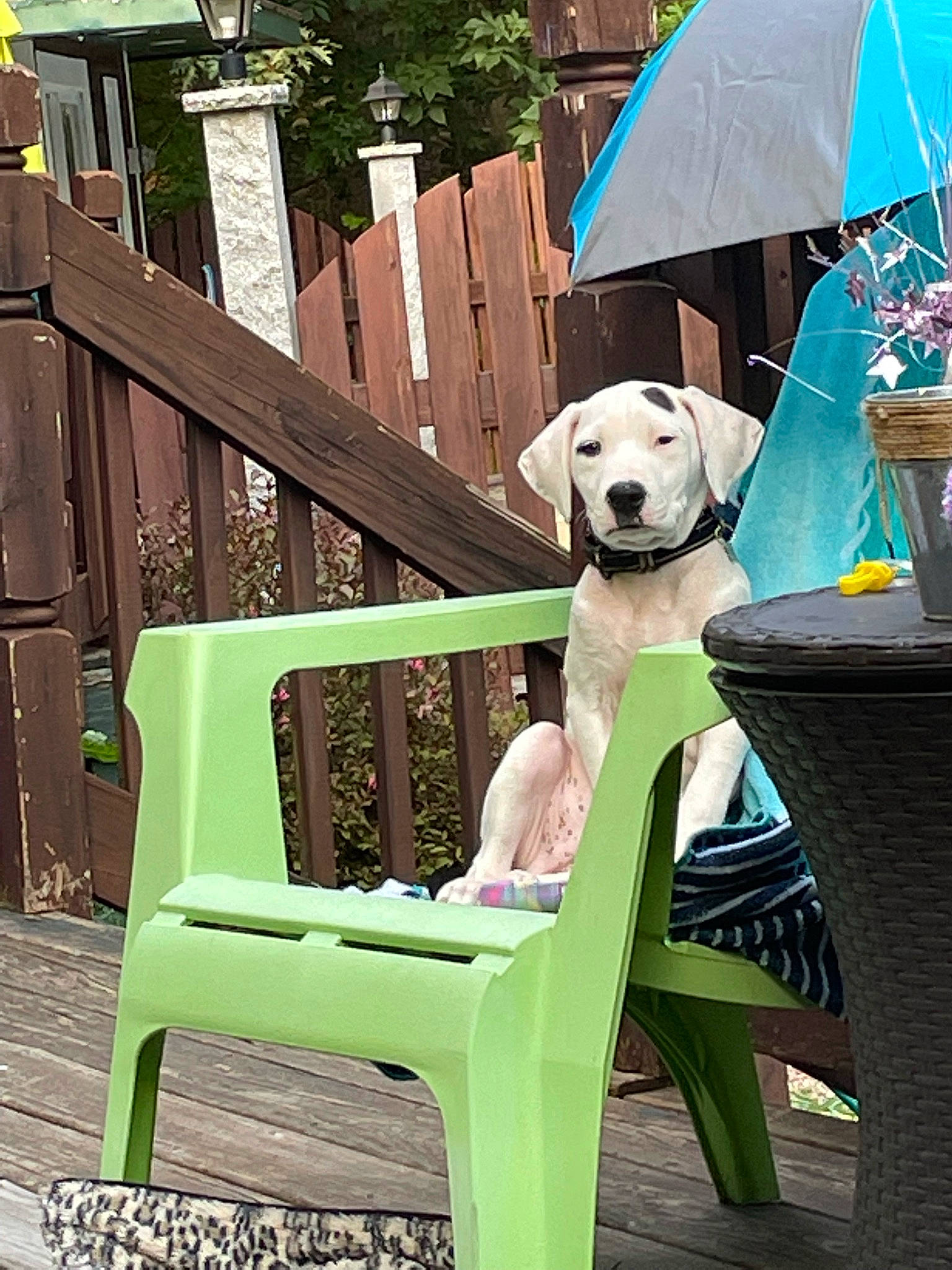 Drax is registered to the contest to win money with this photo: carnivore, chair, comfort, companion_dog, dog, dog_breed, fawn, fence, grass, green, hardwood, leisure, outdoor_bench, outdoor_furniture, plant, recreation, sitting, sporting_group, tree, wood