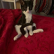 Ellie is registered to the contest to win money with this photo: animal, bed, black_and_white, blanket, cat, cozy, curtains, cute, domestic, feline, furniture, home, indoor, kitten, pet, red, resting, sitting, tail, young