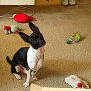 Mickey joined the competition — help win amazing prizes! dog, black_and_white, small_dog, pet, indoor, carpet, toy, plastic_bottle, ears, curious, sitting, looking_up, playful, floor, animal, cute, domestic, companion, household, attention