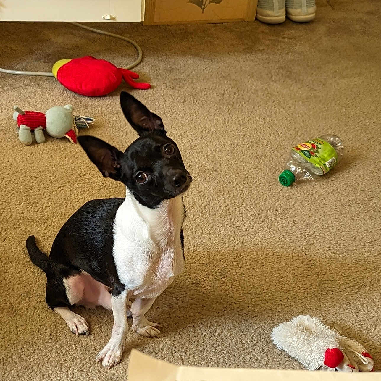 Mickey joined the competition — help win amazing prizes! dog, black_and_white, small_dog, pet, indoor, carpet, toy, plastic_bottle, ears, curious, sitting, looking_up, playful, floor, animal, cute, domestic, companion, household, attention