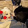 Mickey joined the competition — help win amazing prizes! dog, small_dog, black_and_white, pet, dog_bed, stuffed_toy, blanket, indoor, cozy, ears, curious, plush, animal, cute, companion, resting, soft, home, furniture, toy