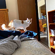 Rosie is registered to the contest to win money with this photo: cat, bed, blanket, clothing, wooden_door, dresser, sunflowers, vase, indoor, furniture, sunlight, orange_and_white_cat, curious, pet, home, flooring, room, doorway, wood, cozy