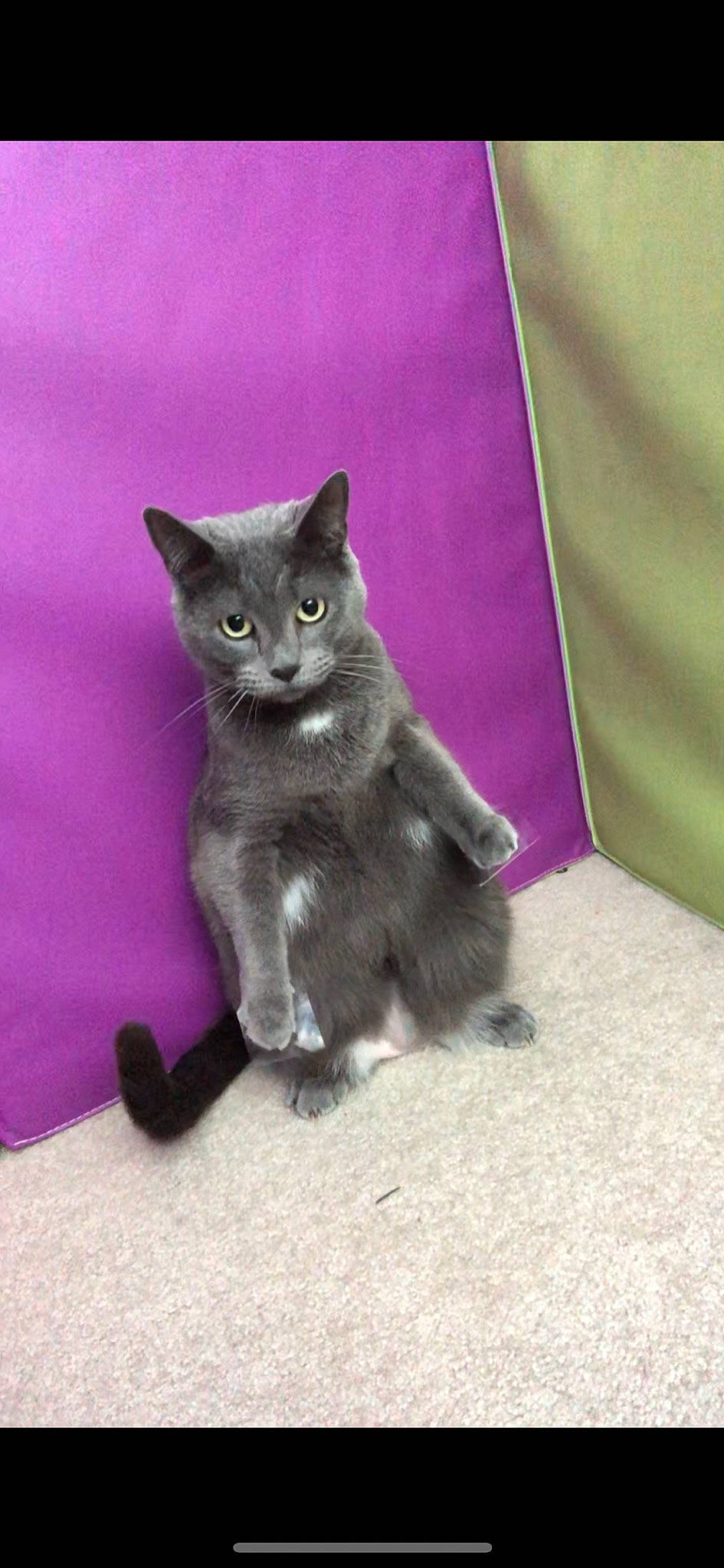 Jenny is registered to the contest to win money with this photo: art, black_cat, carnivore, cat, cat_toy, chartreux, claw, domestic_short_haired_cat, fawn, felidae, fur, grey, magenta, paw, purple, small_to_medium_sized_cats, snout, tail, whiskers, window