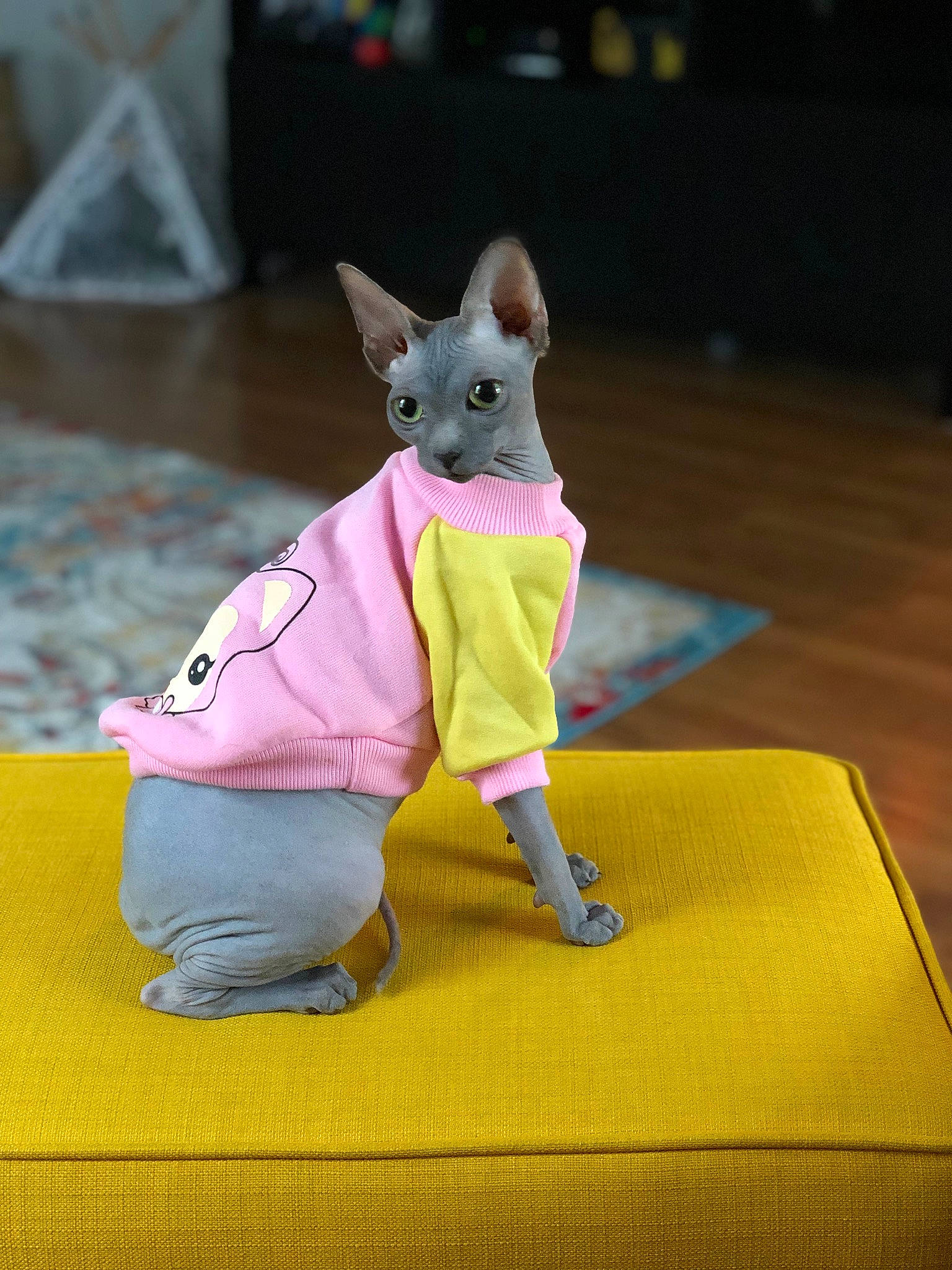 Lady Gertrude joined the competition — help win amazing prizes! animal_figure, canidae, carmine, companion_dog, dog_breed, electric_blue, fawn, felidae, fictional_character, fur, magenta, mammal, paper, paper_product, purple, snout, tail, toy, vertebrate, whiskers