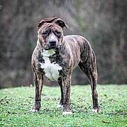 Attila participe au concours pour gagner de l'argent avec cette photo :