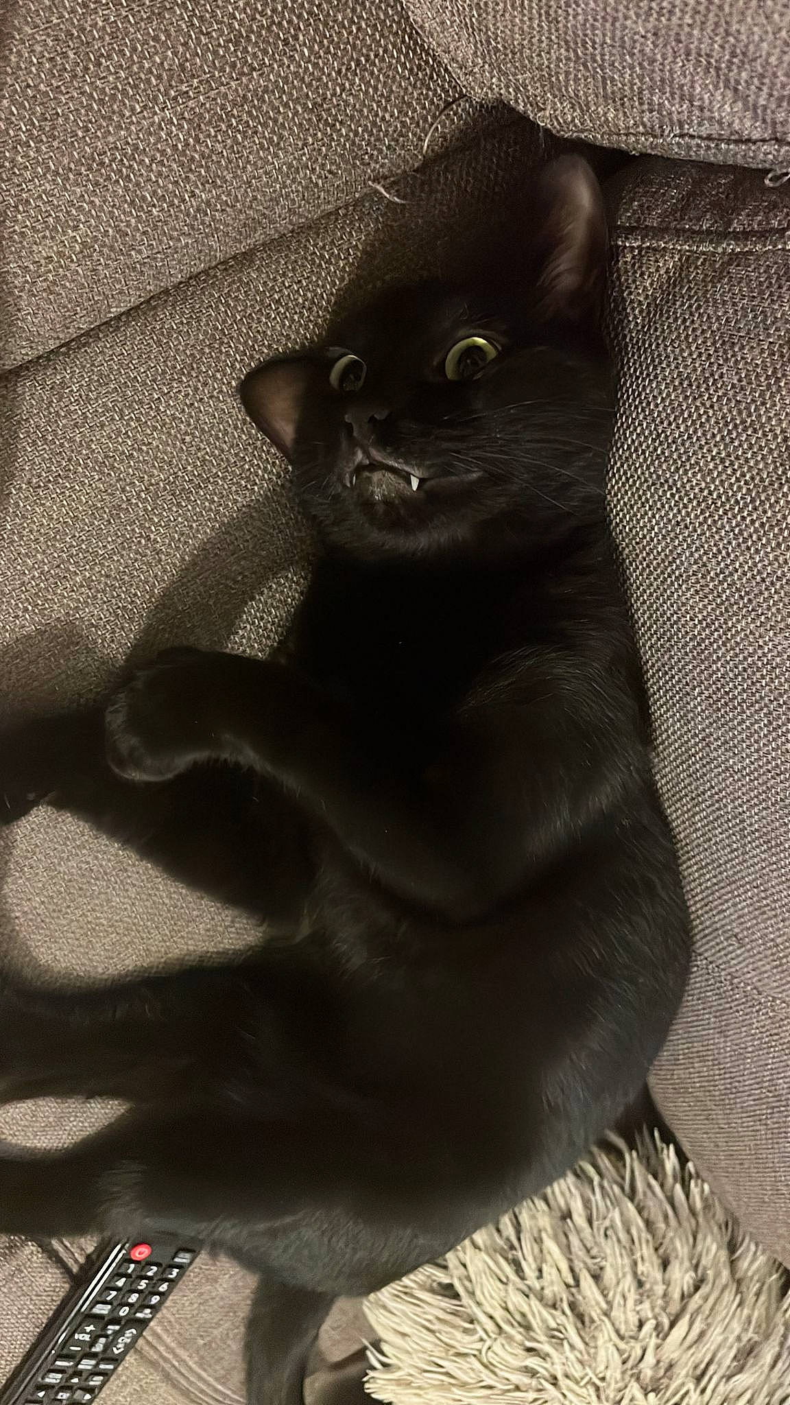 Rio a rejoint le concours — aidez-le/la à gagner de superbes lots ! black_cat, bombay, carnivore, cat, comfort, domestic_short_haired_cat, felidae, fur, grey, shadow, small_to_medium_sized_cats, snout, tail, terrestrial_animal, whiskers