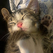 Michaeljackson is registered to the contest to win money with this photo: animal, blanket, close_up, cozy, cute, feline, fur, indoors, kitten, paw, pet, pink_nose, relaxed, resting, sleeping, soft, striped, tabby, whiskers, young