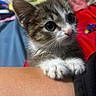 Michaeljackson joined the competition — help win amazing prizes! adorable, animal, cat, closeup, curious, cute, domestic_cat, feline, fur, human_arm, indoor, kitten, paw, pet, small, soft, tabby, whiskers, white_paw, young