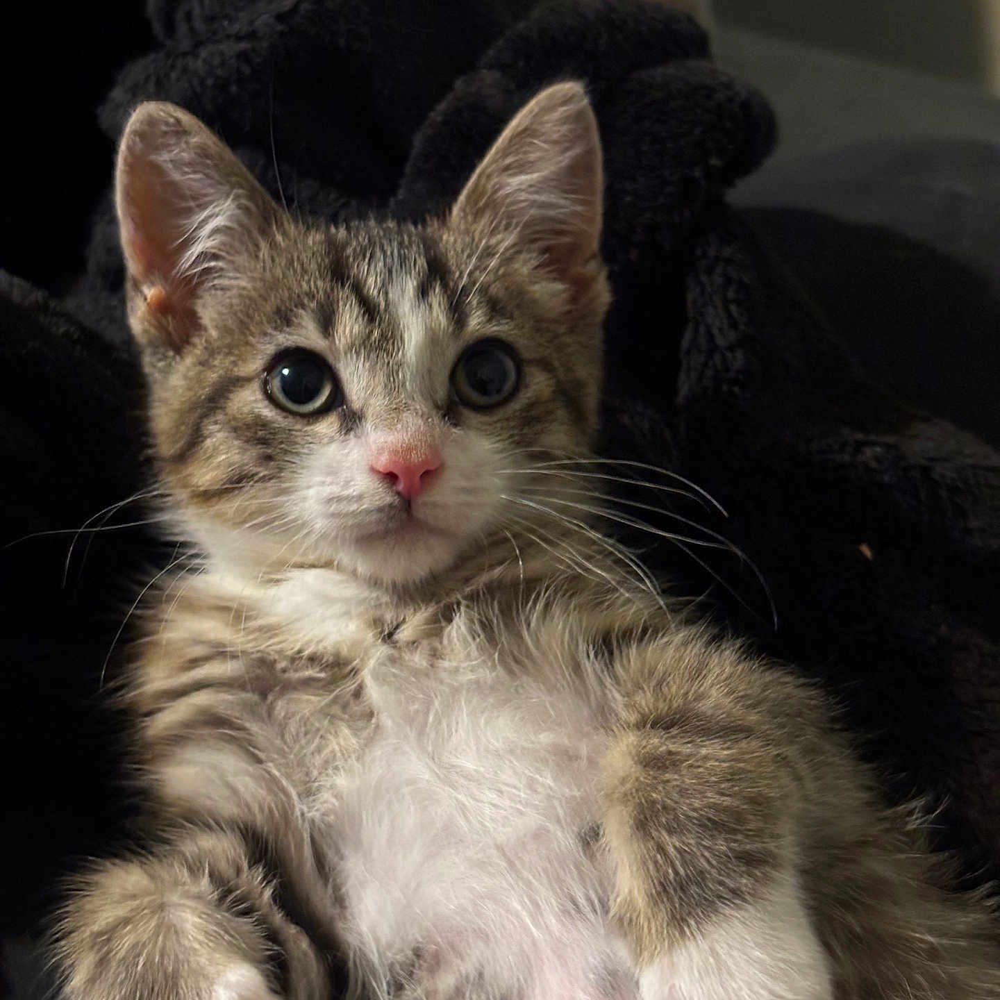 Michaeljackson joined the competition — help win amazing prizes! animal, blanket, cat, closeup, cozy, curious, cute, feline, fur, indoor, kitten, pet, pink_nose, portrait, relaxed, resting, soft, tabby, whiskers, young