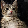 Michaeljackson joined the competition — help win amazing prizes! animal, cat, close_up, cute, domestic_cat, ears, eyes, fluffy, fur, furry, indoor, kitten, pet, pink_nose, portrait, relaxed, soft_texture, tabby, whiskers, young