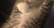Michaeljackson joined the competition — help win amazing prizes! adorable, animal, blanket, cat, closeup, cozy, cute, feline, fur, indoor, kitten, paw, pet, relaxed, resting, sleeping, soft, tabby, whiskers, young