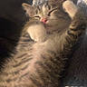 adorable, animal, blanket, cat, closeup, cozy, cute, feline, fur, indoor, kitten, paw, pet, relaxed, resting, sleeping, soft, tabby, whiskers, young