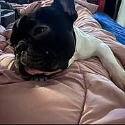 Oliver is registered to the contest to win money with this photo: dog, french_bulldog, black_and_white, pet, sleepy, tongue_out, quilt, pink, bed, indoor, cozy, relaxed, animal, paw, snout, fur, cute, companion, resting, domestic