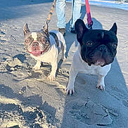 Oliver is registered to the contest to win money with this photo: animal, beach, canine, daytime, dog, french_bulldog, happy, human_legs, leash, nature, ocean, outdoor, pet, sand, shadow, summer, sunlight, tongue_out, vacation, walking