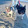 animal, beach, canine, daytime, dog, french_bulldog, happy, human_legs, leash, nature, ocean, outdoor, pet, sand, shadow, summer, sunlight, tongue_out, vacation, walking