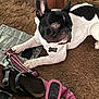 Oliver joined the competition — help win amazing prizes! animal, black_and_white, brown_carpet, carpet, close_up, collar, curious, dog, domestic, ears, french_bulldog, indoor, laying_down, leash, paw, pet, playful, sandal, snout, wide_eyes