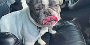 Gemma joined the competition — help win amazing prizes! french_bulldog, dog, car_interior, leather_seat, tongue_out, pet, animal, cute, close_up, black_and_white, window, daylight, outdoor_view, vehicle, seat, mischievous, portrait, domestic_animal, canine, expression