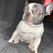 Gemma is registered to the contest to win money with this photo: dog, french_bulldog, pet, animal, indoor, blanket, gray, curious, wide_eyes, flash, texture, sitting, ears, cute, face, paw, nose, fur, expression, home