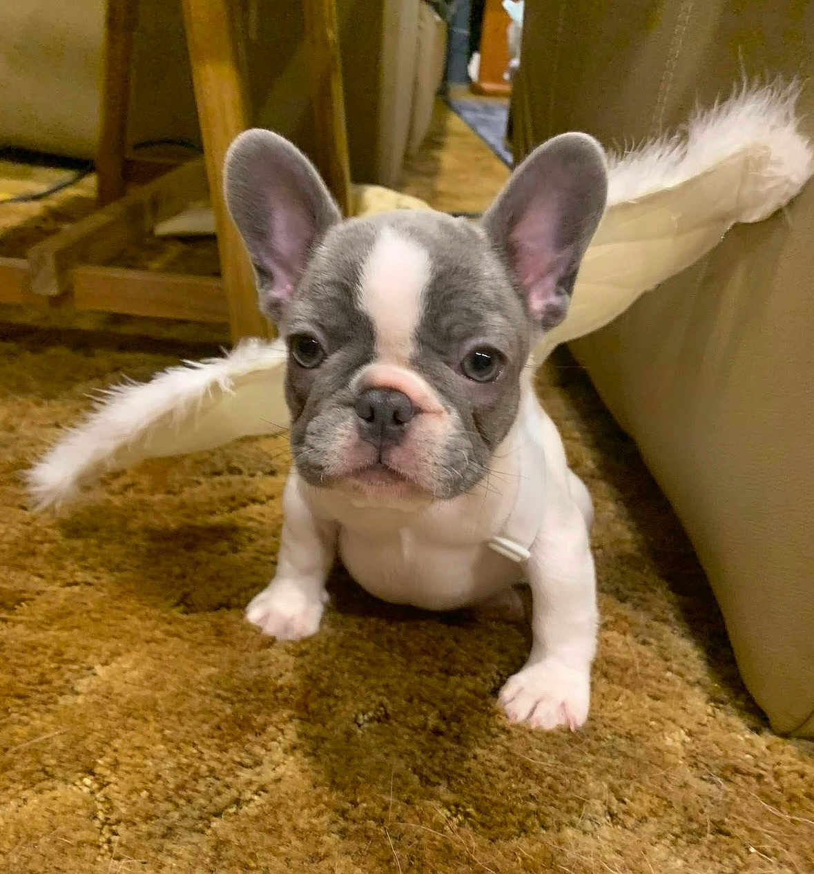 Gemma is registered to the contest to win money with this photo: puppy, french_bulldog, dog, angel_wings, costume, carpet, indoor, pet, cute, small, brown, white, ears, fur, animal, adorable, looking, sitting, portrait, closeup