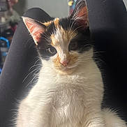 Tater joined the competition — help win amazing prizes! animal, black_pants, blurred_background, calico_cat, close_up, curious, cute, domestic_cat, feline, fluffy, fur, indoor, kitten, legs, pet, portrait, relaxing, soft_light, whiskers, young_cat