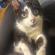 Fish joined the competition — help win amazing prizes! kitten, cat, black_and_white, feline, pet, whiskers, fur, cute, animal, young, eyes, face, paws, indoor, domestic, looking_up, closeup, adorable, sitting, soft