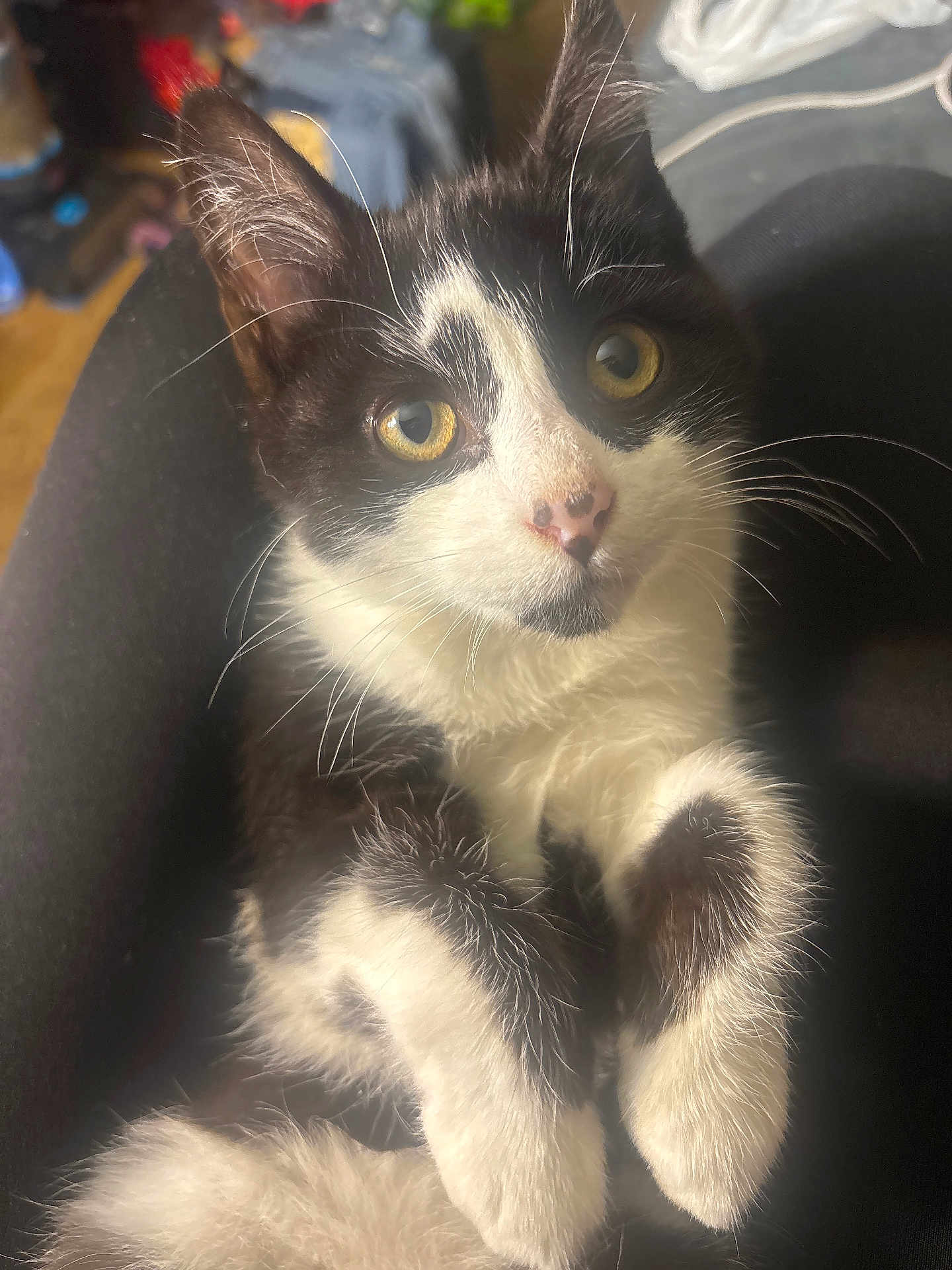 Fish joined the competition — help win amazing prizes! kitten, cat, black_and_white, feline, pet, whiskers, fur, cute, animal, young, eyes, face, paws, indoor, domestic, looking_up, closeup, adorable, sitting, soft