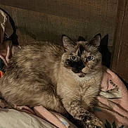 Foofie joined the competition — help win amazing prizes! cat, tortoiseshell, feline, pet, indoor, blanket, wooden_background, resting, crossed_paws, fur, looking, animal, cute, cozy, domestic, mammal, portrait, relaxed, soft, comfort