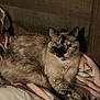 cat, tortoiseshell, feline, pet, indoor, blanket, wooden_background, resting, crossed_paws, fur, looking, animal, cute, cozy, domestic, mammal, portrait, relaxed, soft, comfort