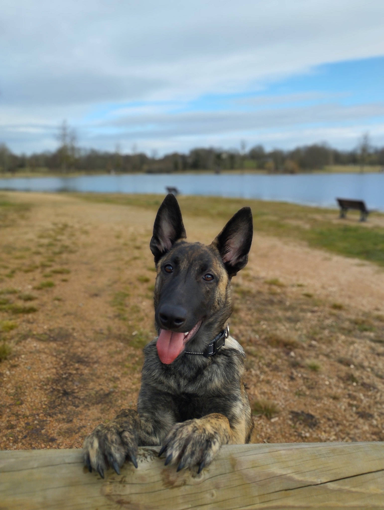 Karraxe a rejoint le concours — aidez-le/la à gagner de superbes lots ! canidae, carnivore, cloud, dog, dog_breed, guard_dog, herding_dog, horizon, lake, lake_district, landscape, reservoir, sand, sky, snout, soil, sporting_group, water, working_animal, working_dog