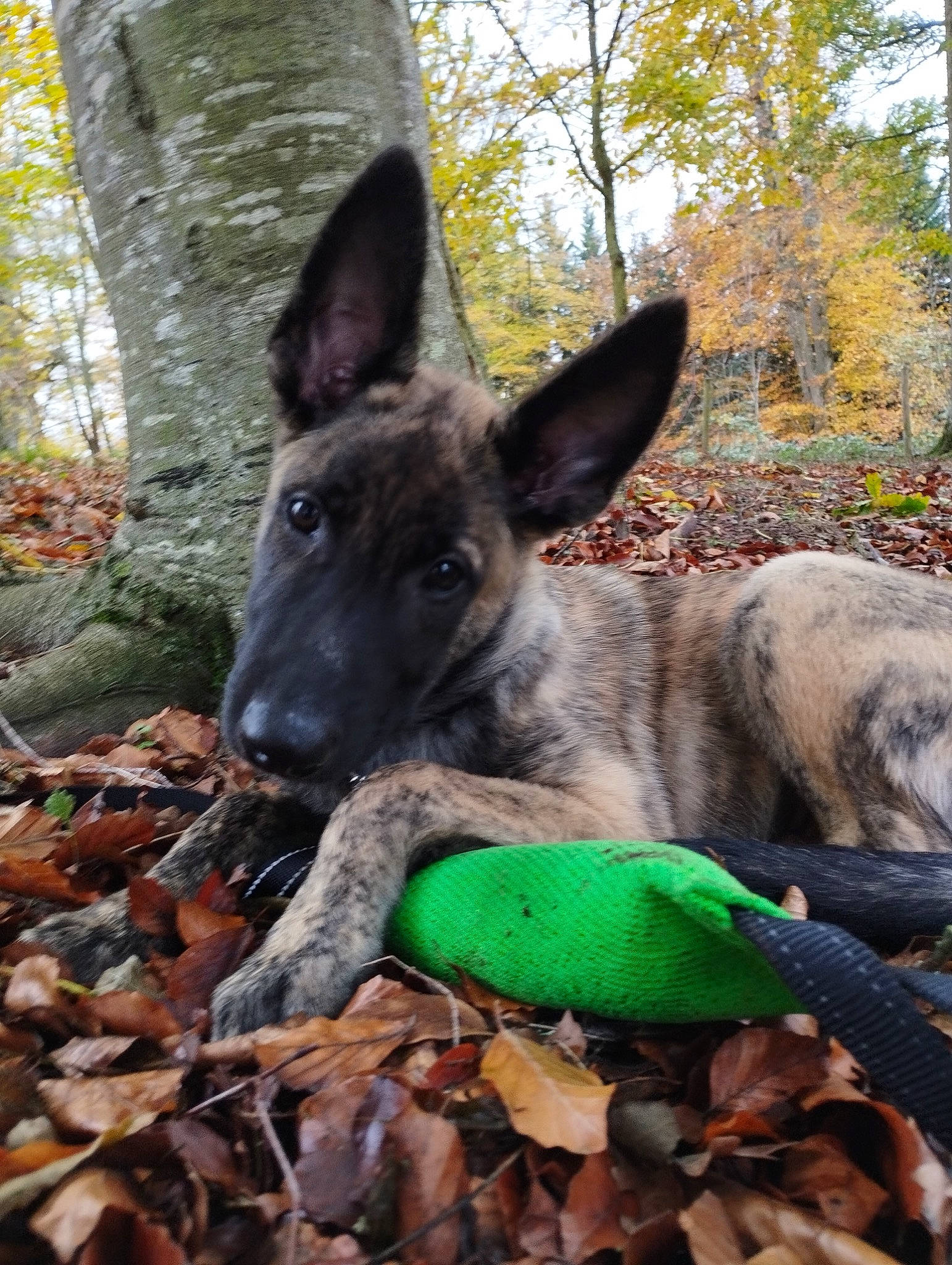 Karraxe a rejoint le concours — aidez-le/la à gagner de superbes lots ! autumn, canidae, carnivore, dog, dog_breed, east_european_shepherd, fawn, forest, grass, herding_dog, king_shepherd, plant, recreation, soil, sporting_group, terrestrial_animal, tree, woodland, working_animal, working_dog