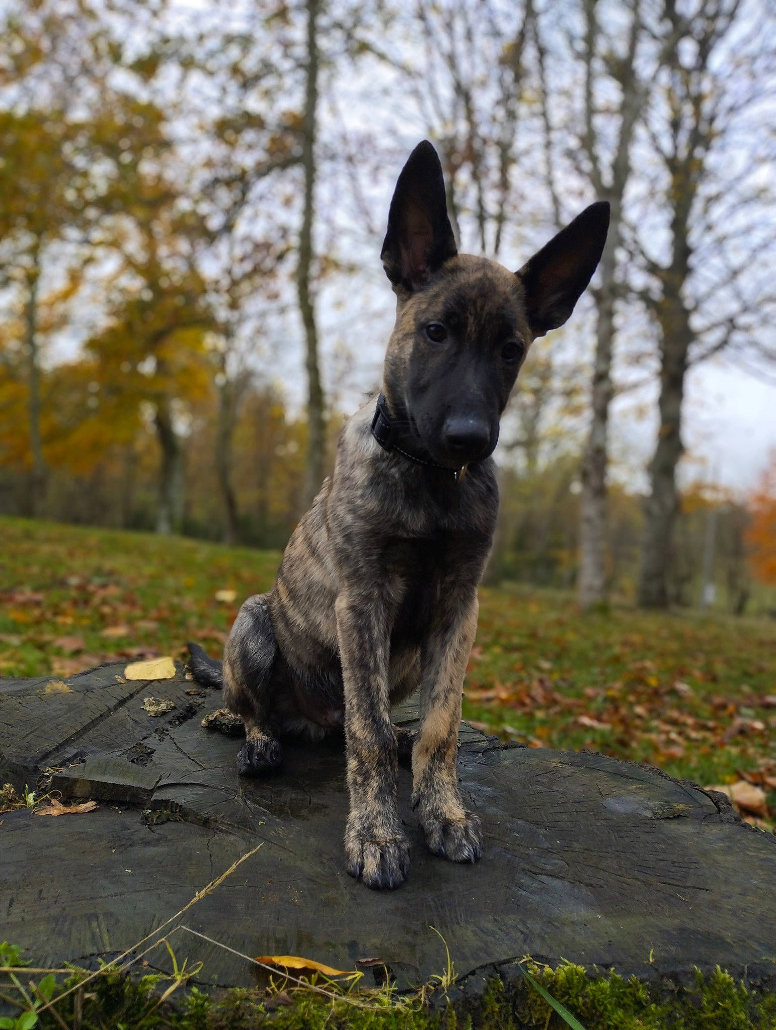 Karraxe a rejoint le concours — aidez-le/la à gagner de superbes lots ! autumn, carnivore, collar, companion_dog, dog, dog_breed, fawn, grass, hunting_dog, non_sporting_group, plant, sky, snout, tail, terrestrial_animal, tree, wood, working_animal, working_dog