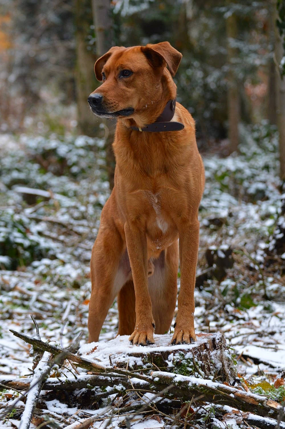 Luthor a rejoint le concours — aidez-le/la à gagner de superbes lots ! canidae, carnivore, collar, companion_dog, dog, dog_breed, dog_collar, fawn, liver, plant, snout, snow, sporting_group, tail, terrestrial_animal, tree, twig, winter, working_animal, working_dog