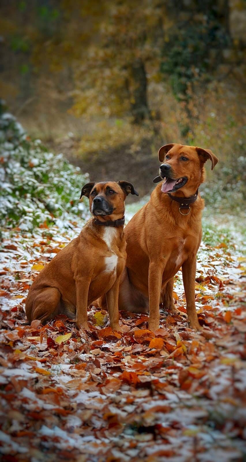 Luthor a rejoint le concours — aidez-le/la à gagner de superbes lots ! canidae, carnivore, collar, companion_dog, dog, dog_breed, fawn, hound, hunting_dog, liver, non_sporting_group, plant, sporting_group, tail, terrestrial_animal, wildlife, working_animal, working_dog